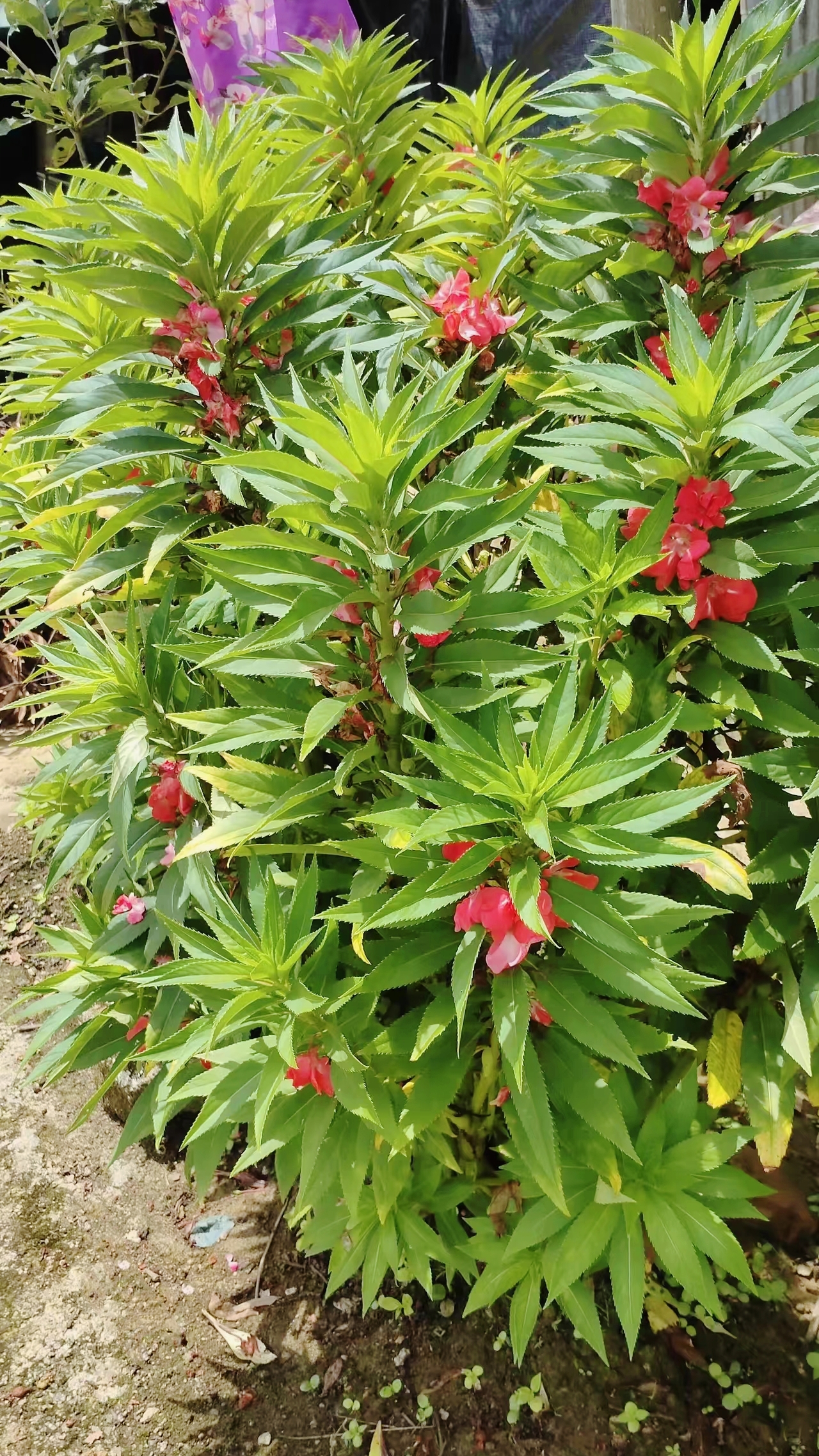 三峡蚊母开花图片图片