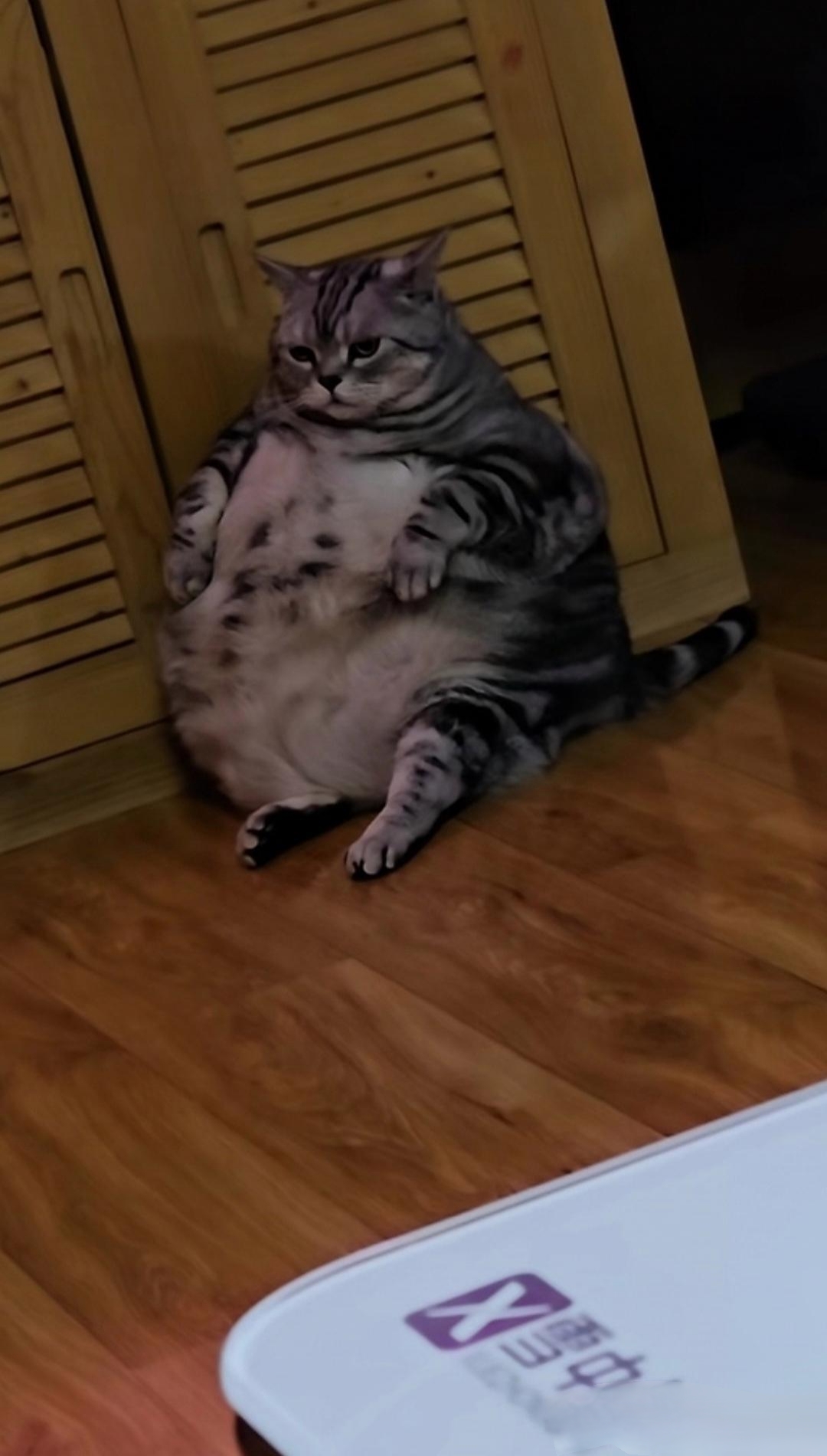奶奶养的鸡奶奶养的狗奶奶养的猫实在太萌了都像皮球一样?