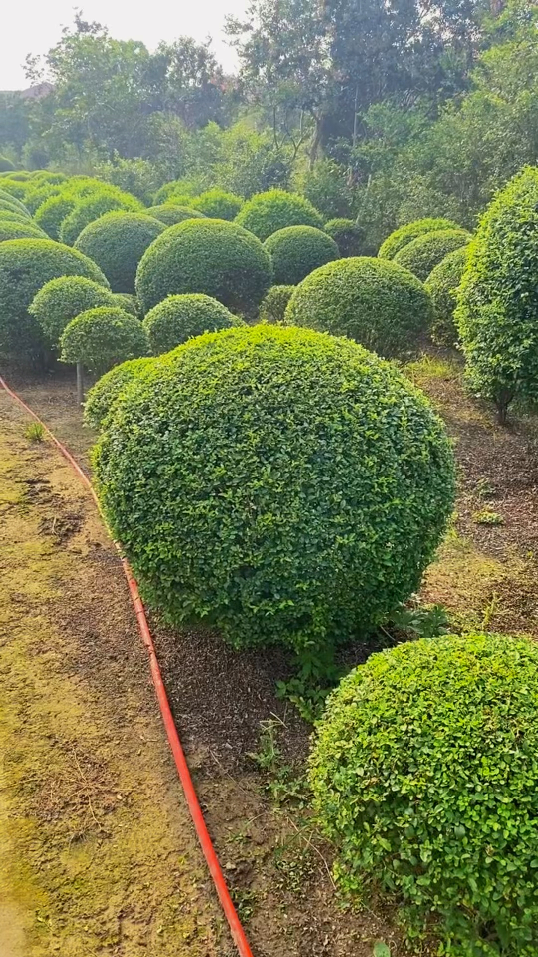 小叶女贞球四季常青不落叶耐寒耐旱南北方都可以栽植