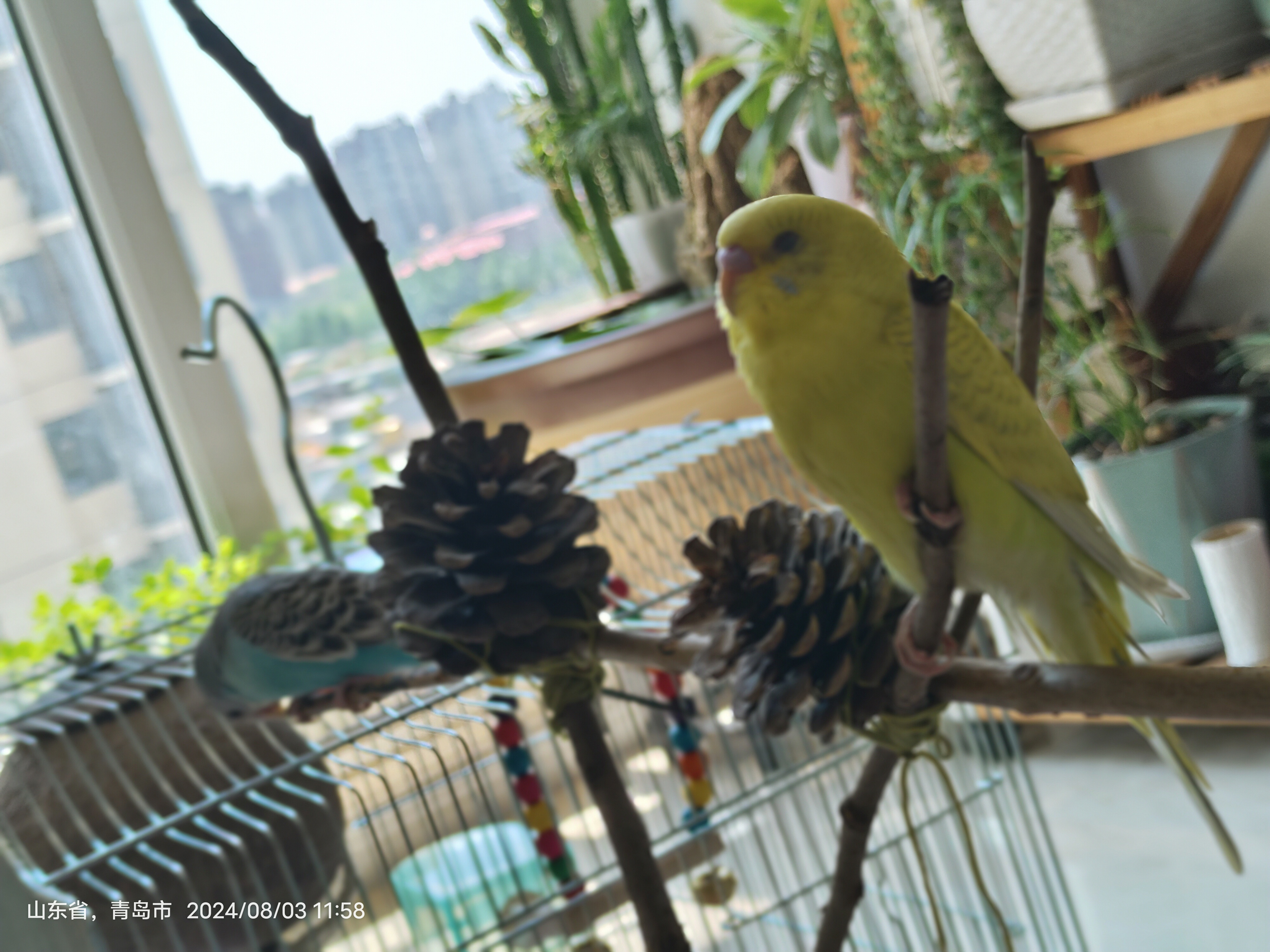 小鸟伏特加能解压[awsl]#动态夏日征集令