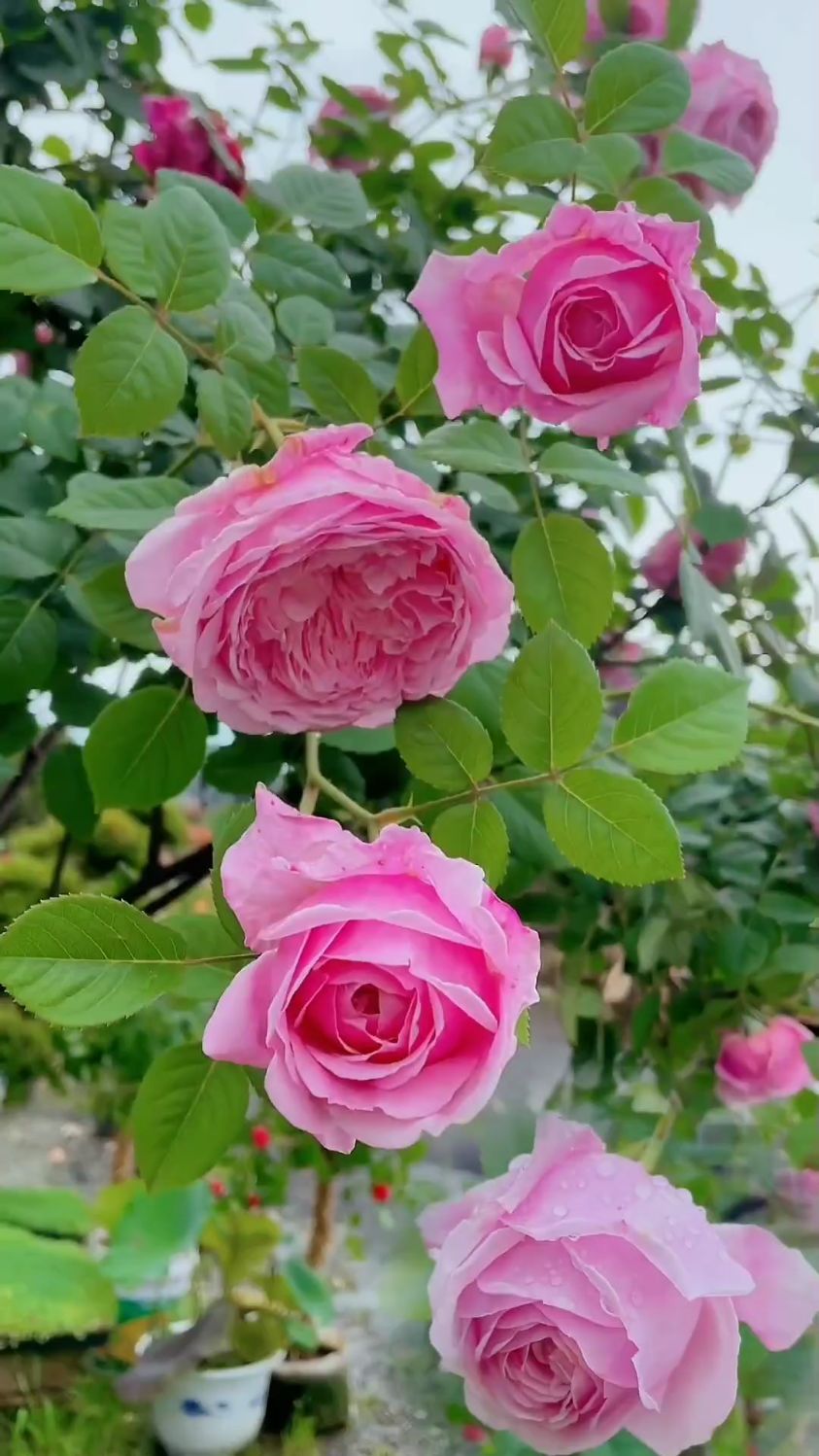 藤本冰山月季花花语图片