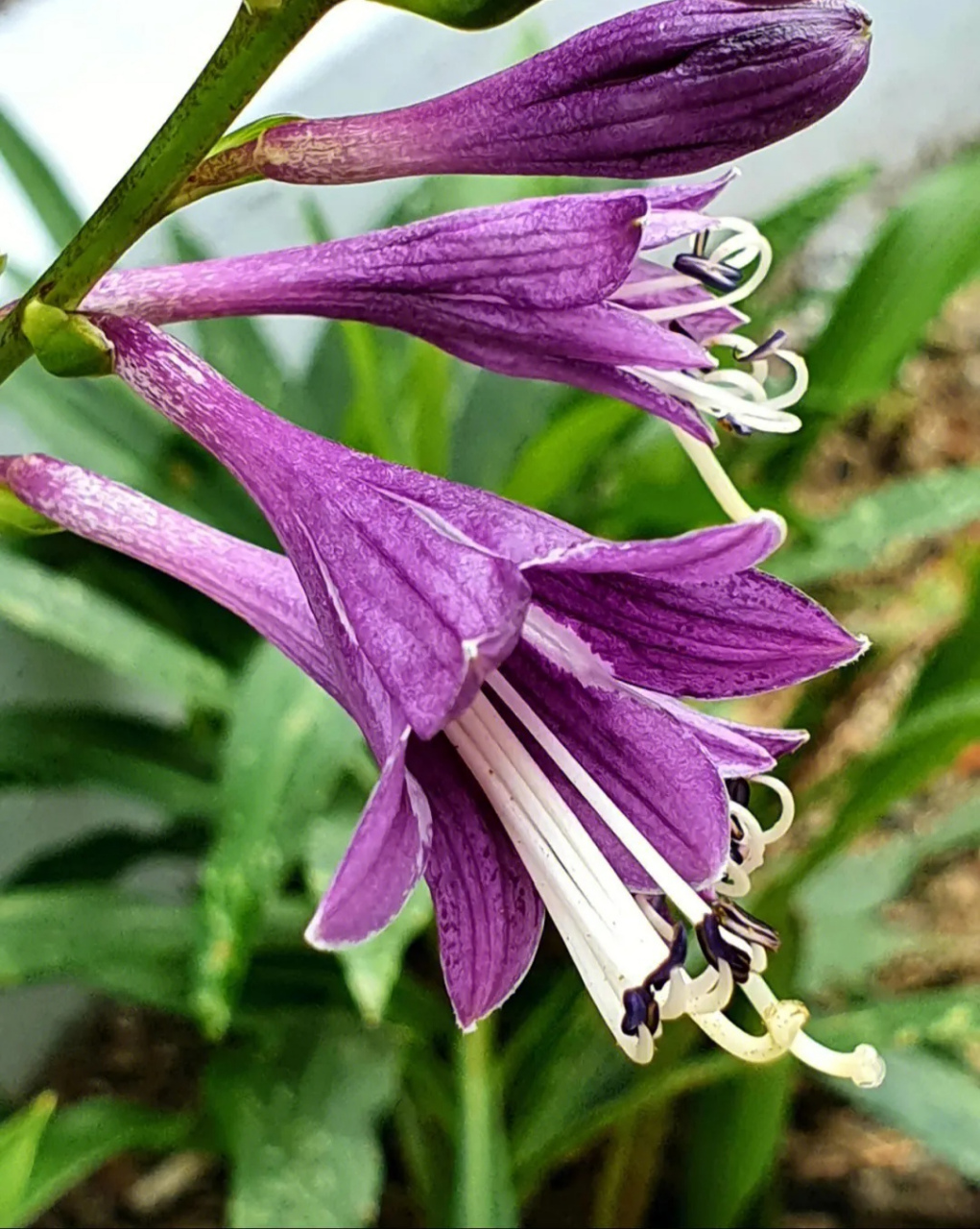 紫色玉簪花盛开,又是一场花事盛宴.