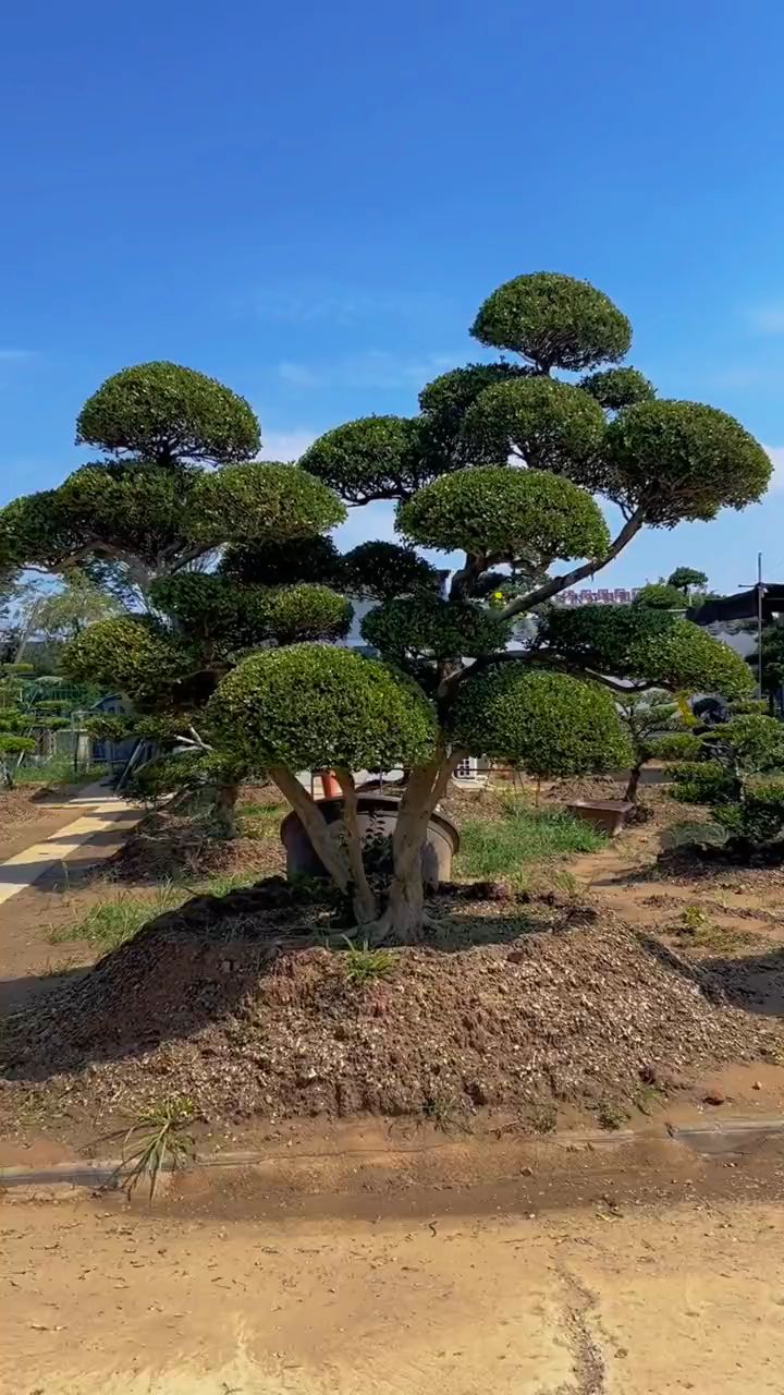 瓜子黄杨图片成年树图片