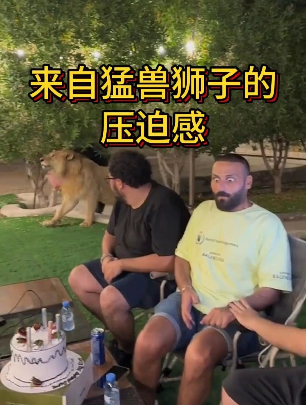 中东土豪养的宠物狮子带来的压迫感