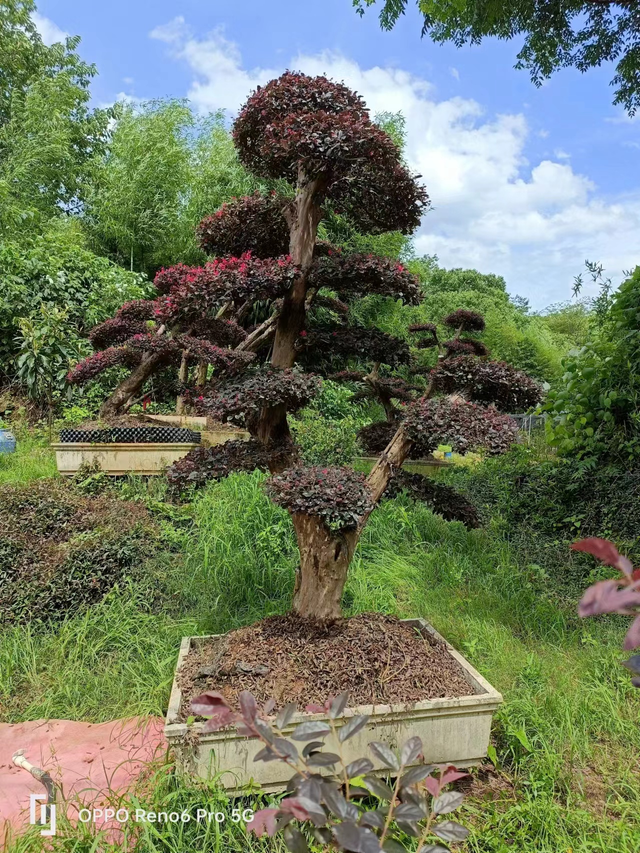 红花继木老桩头价格图片