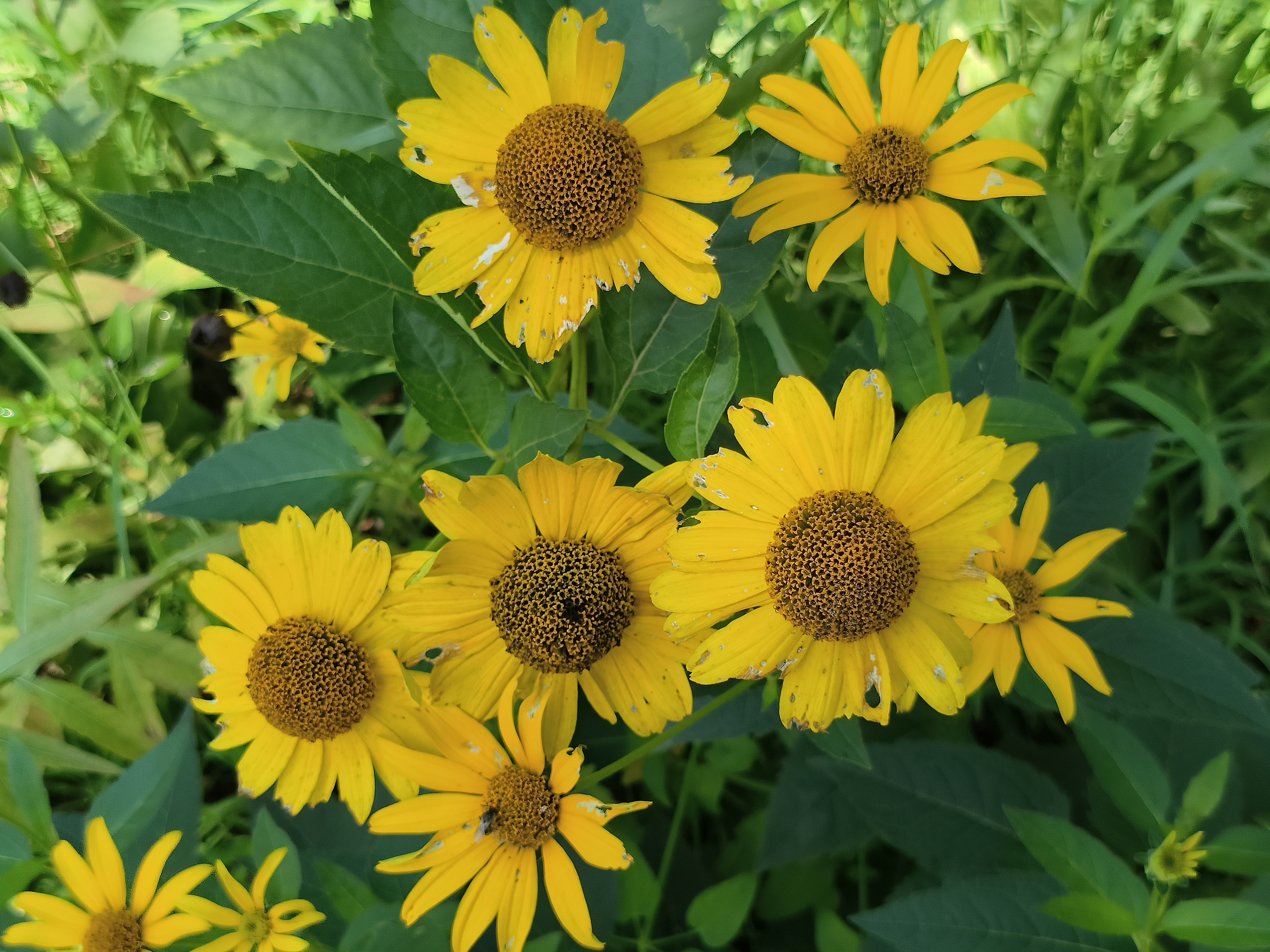 路边偶遇菊芋花,日光菊,天人菊等开的正艳,娇艳的菊花,嫩绿的叶子
