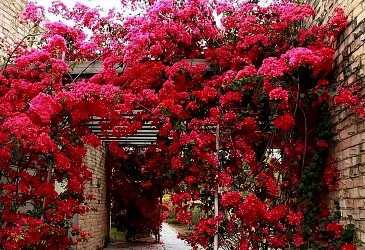 藤本类的巴西三角梅,打理简单,花开似海,形成花墙!