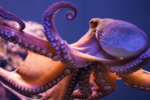 章鱼是什么鱼,不是鱼类而是一种软体动物