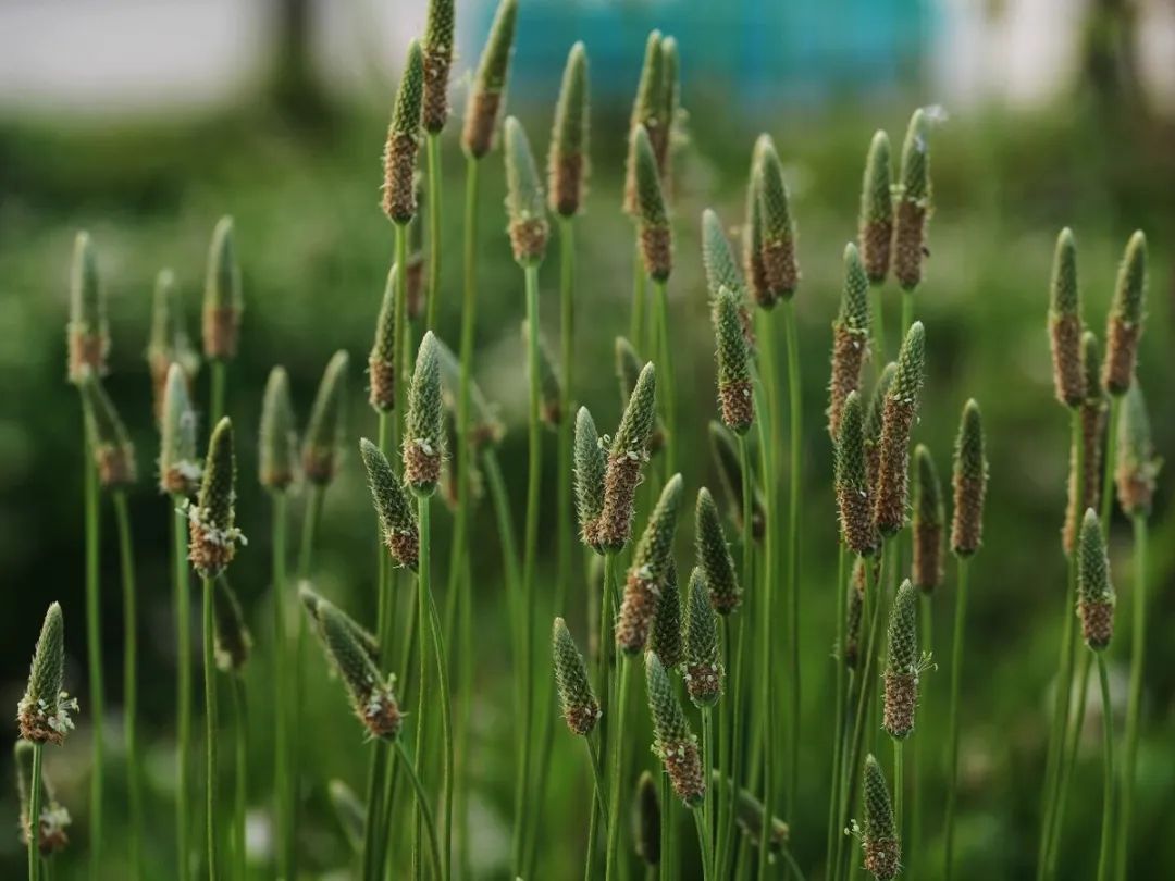 这种草,对付痛风是个宝!农村到处都是,还被很多人当成杂草!