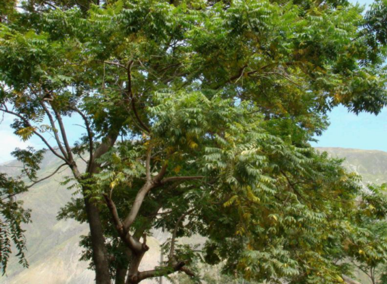 红椿木:古代民间"百木之王",如今是国家二级重点保护野生植物