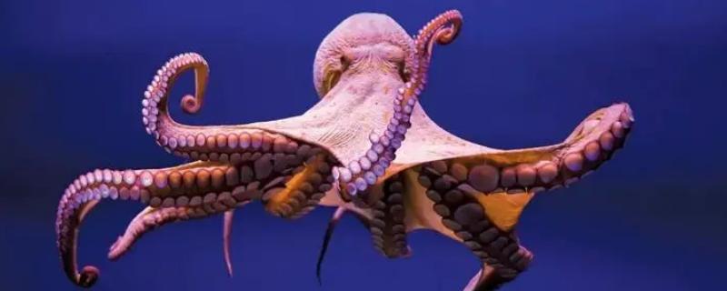 章鱼是什么鱼,不是鱼类而是一种软体动物