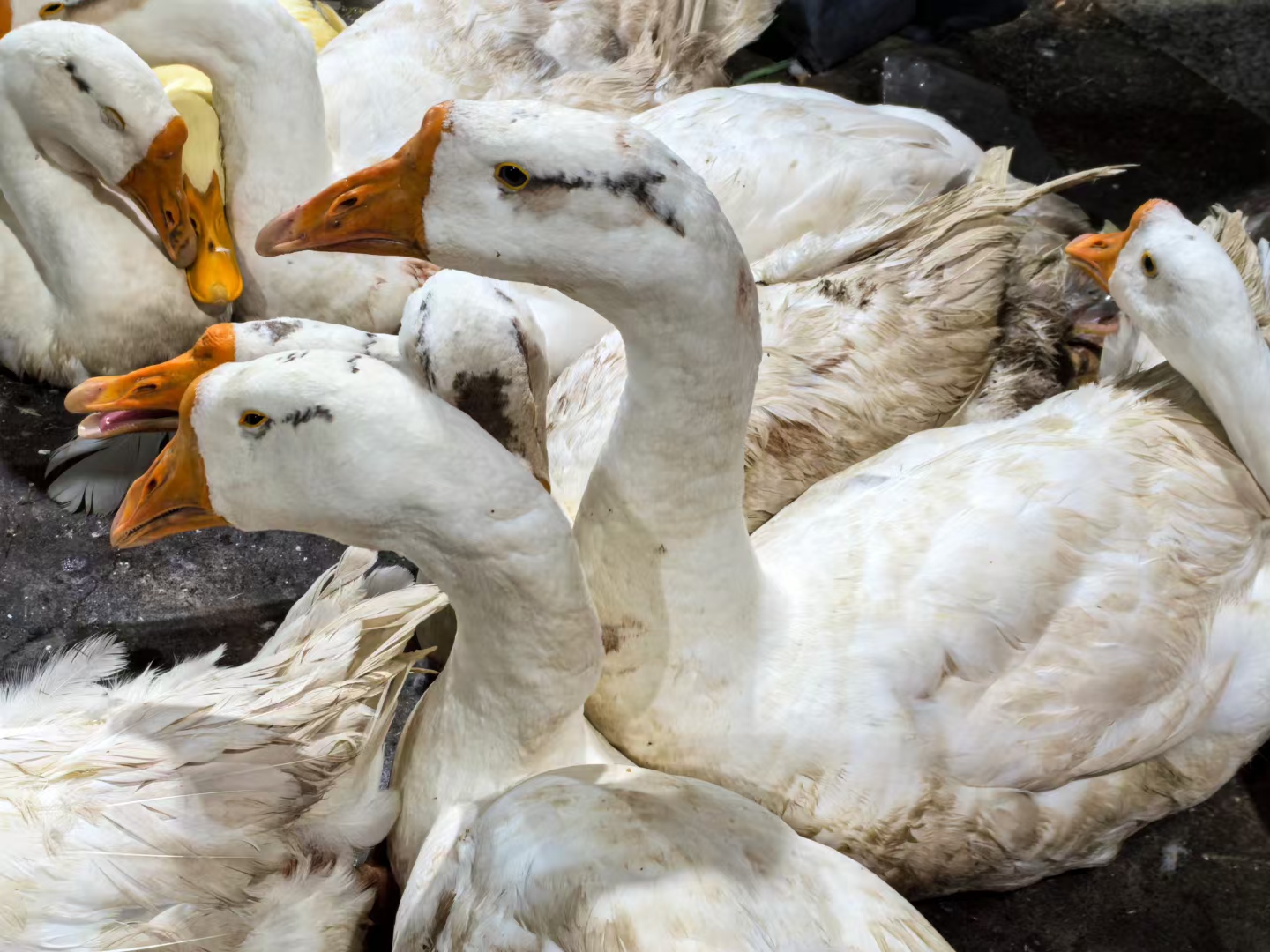 轮到我了,我说这人疚诹 鹅图片