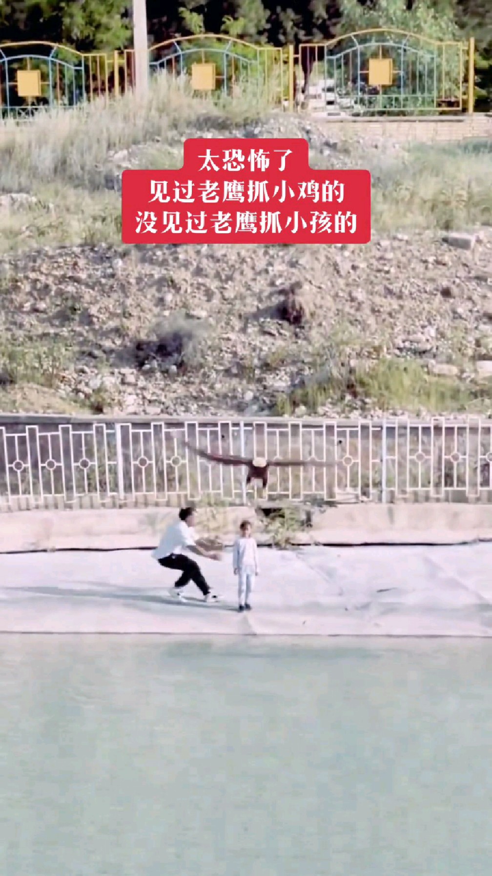 第一次见老鹰抓小孩,太恐怖了吧