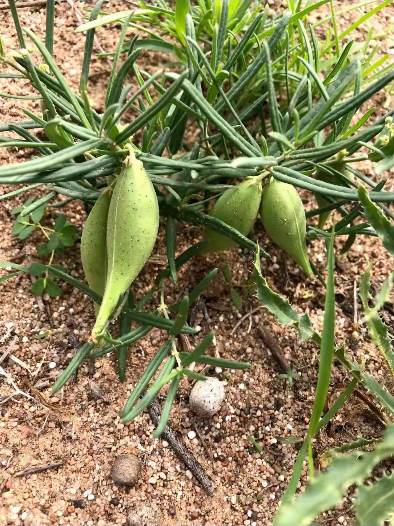 小时候经常吃的野生"水果",却从没有看到市场上有卖的,这个小瓜只吃嫩