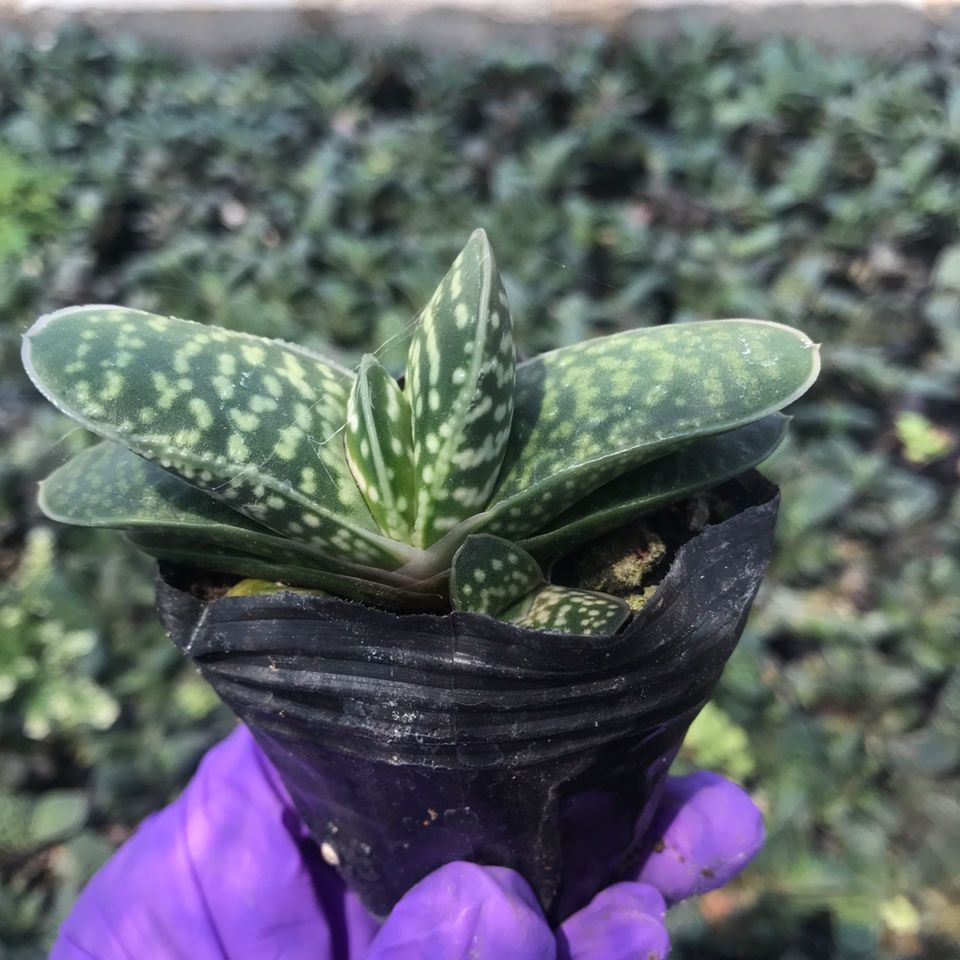 桌边绿意新宠:元宝花,你的健康与美观并蓄之选!