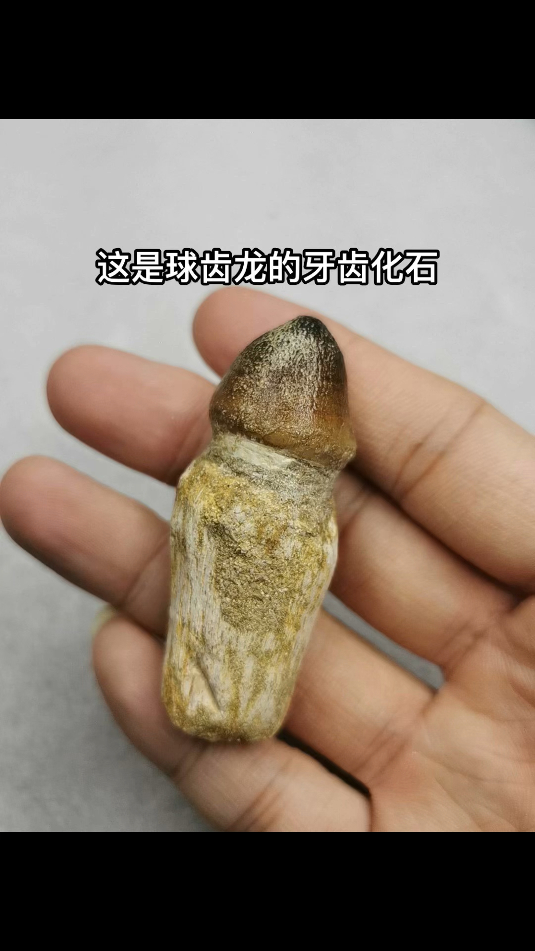 恐龙牙齿化石拍卖记录图片