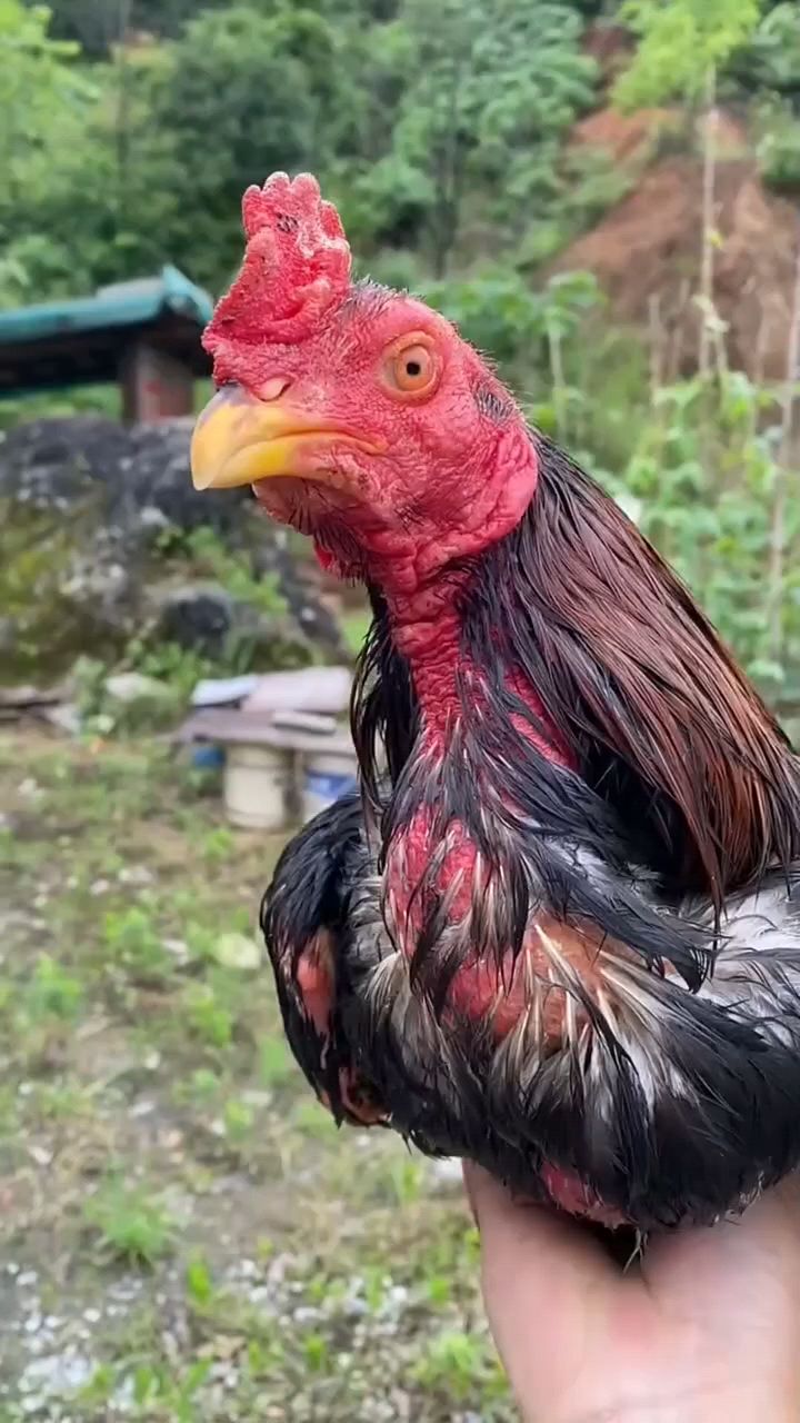 斗鸡怎么样喂,力量大