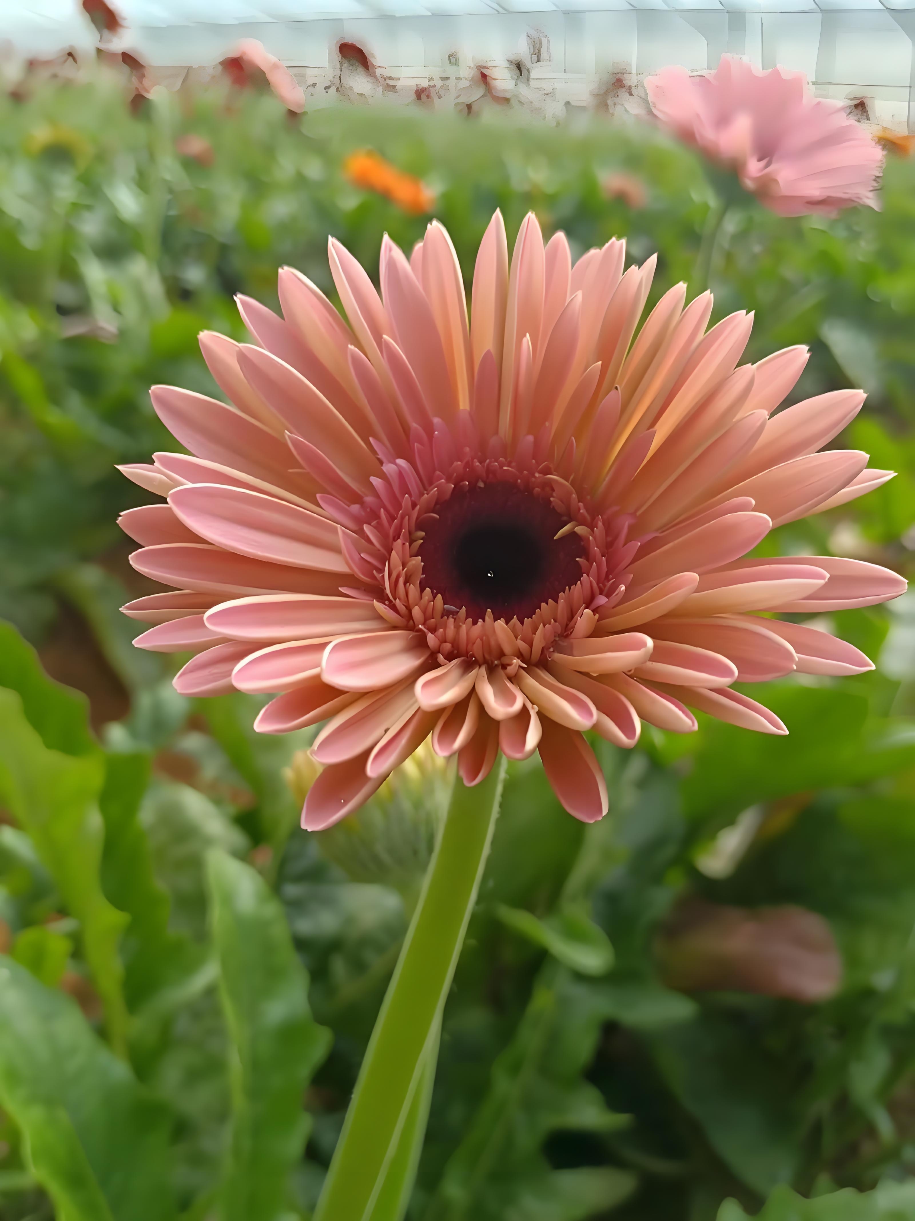 扶郎花的栽种技巧和日常养护