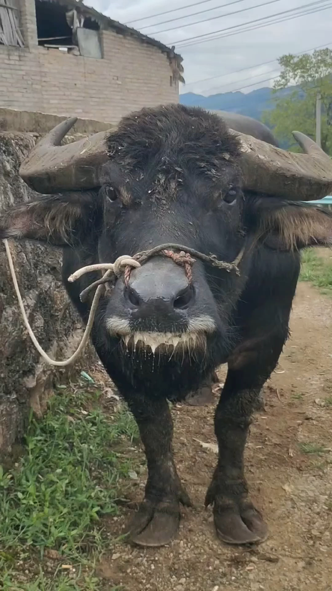 新东方不败牛王图片