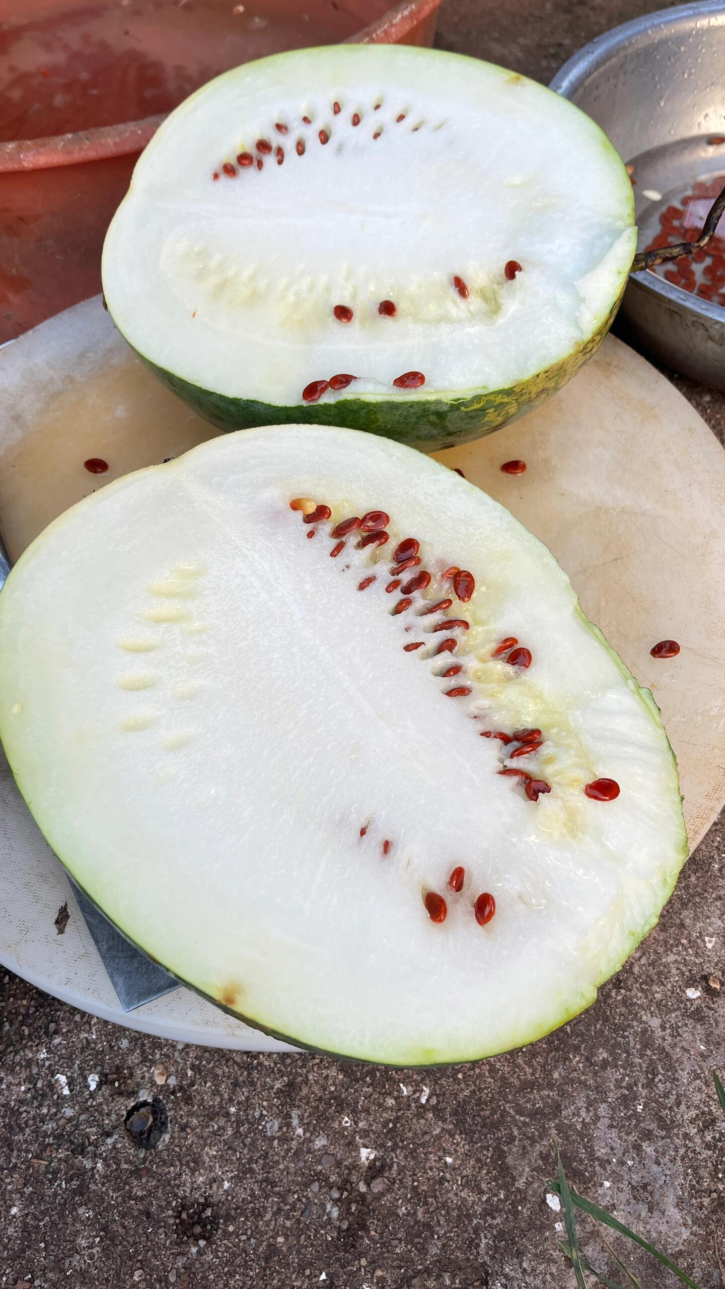 你没见过的白西瓜