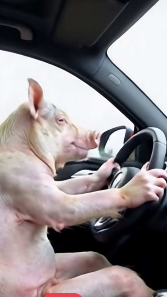 在泰国,有一家农场竟然让猪开车.