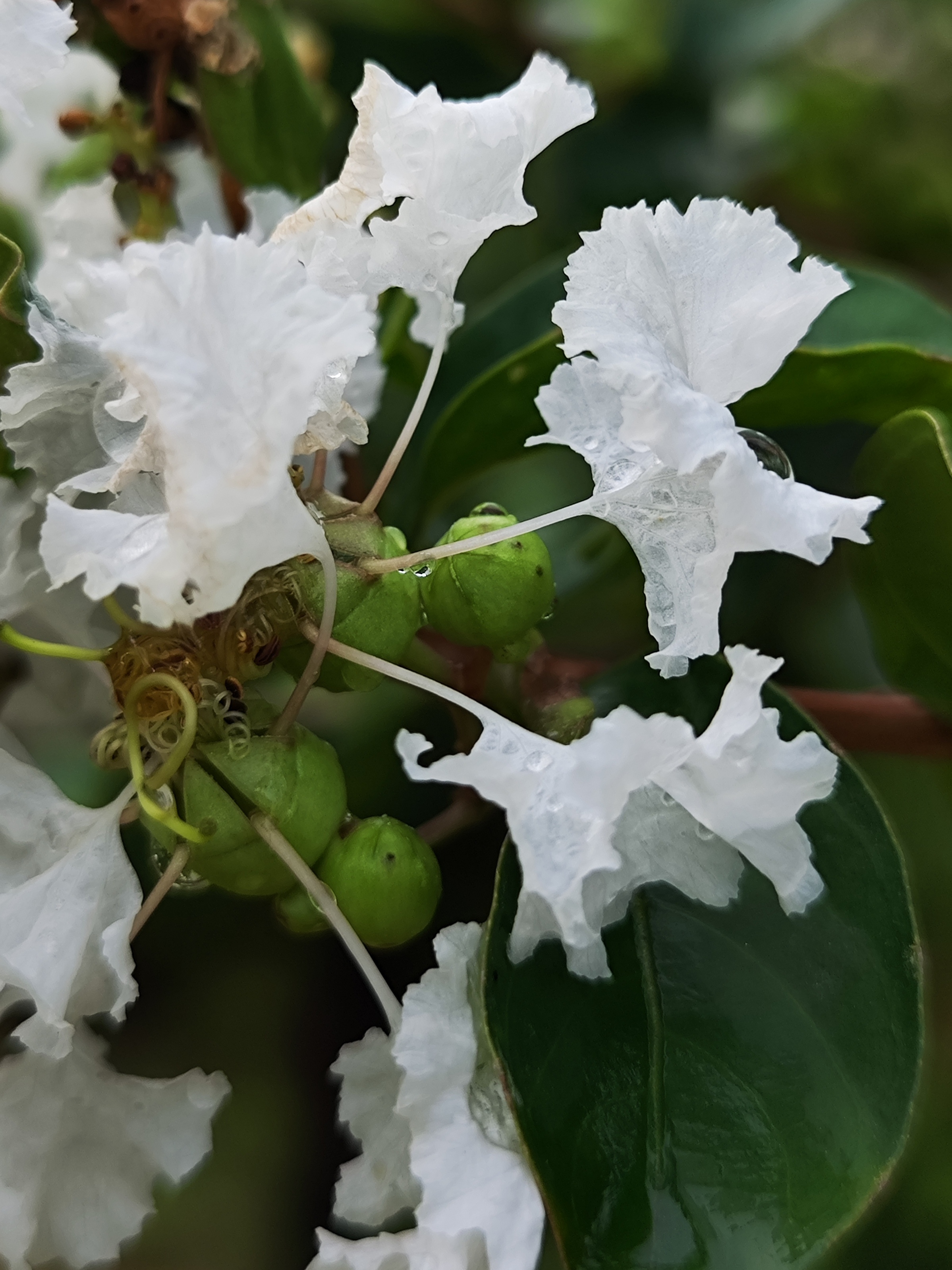 白色的紫薇花又称银薇,一簇簇洁白的花朵像不像泡发好的银耳!