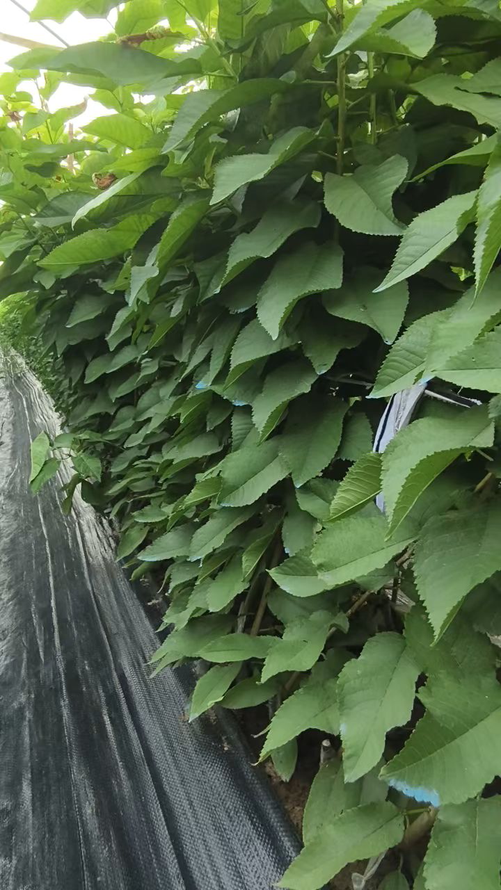 吉塞拉根系品种大樱桃苗长势良好!齐早,弗里斯克,辉煌等品种!