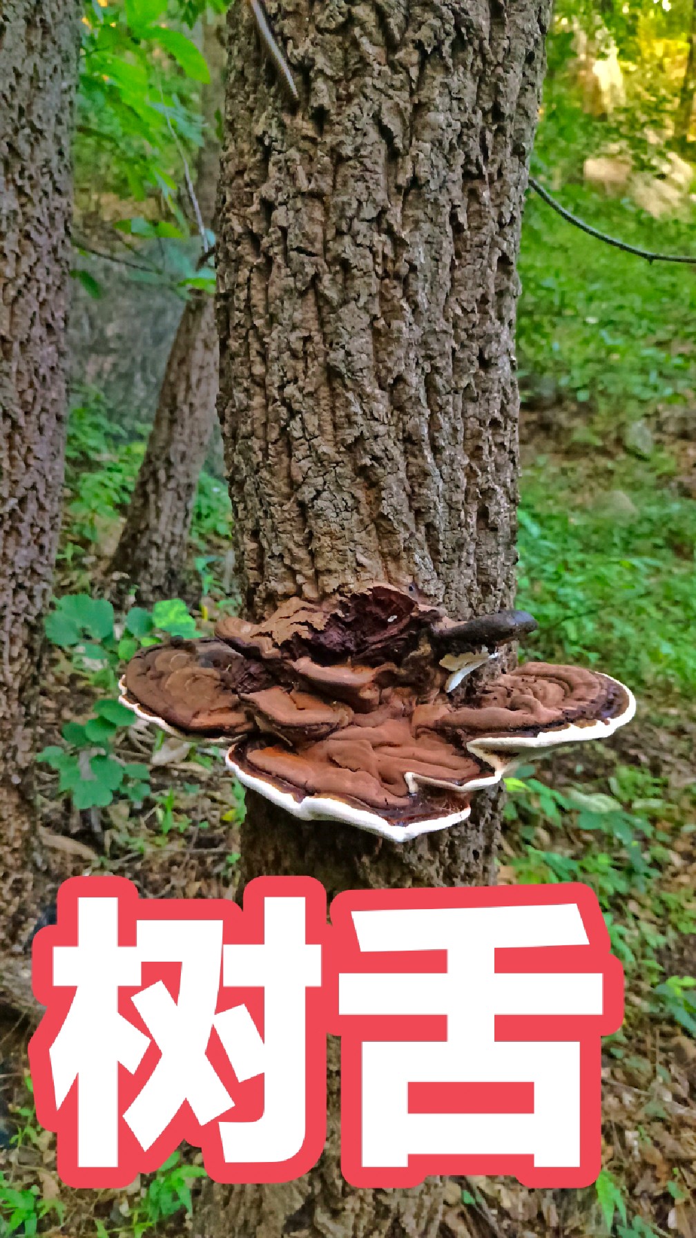 树舌,它为多孔菌科灵芝属,真菌平盖灵芝的子实体.