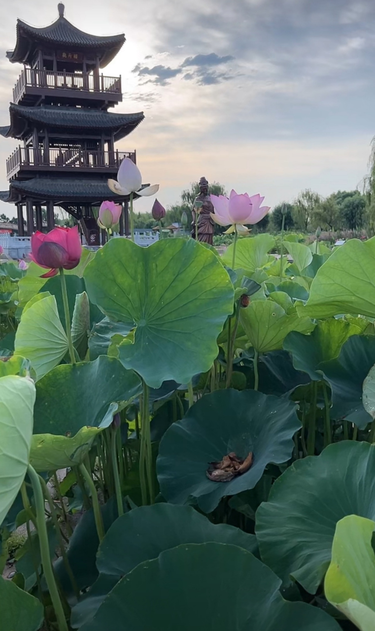 白洋淀荷花美景图片