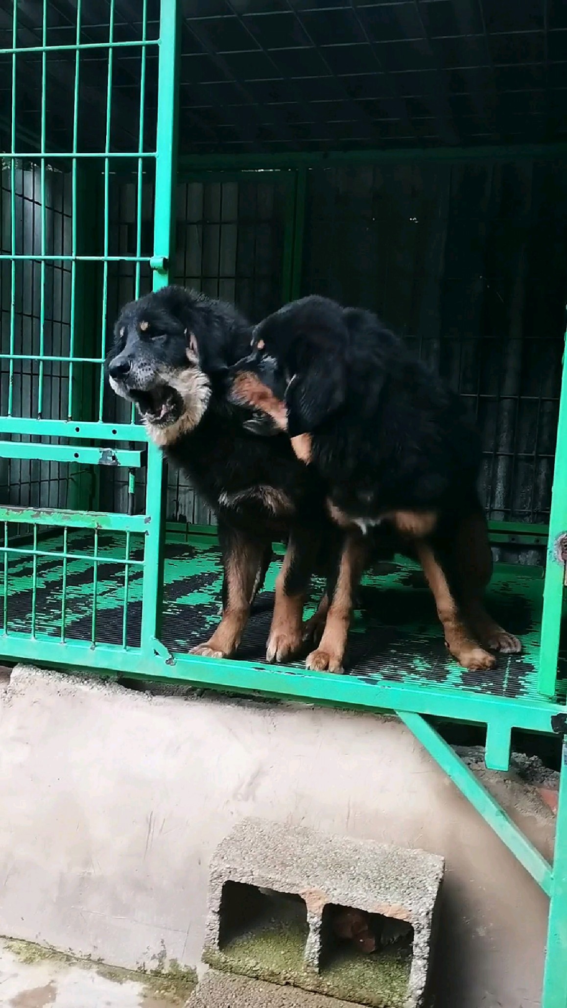 小藏獒长什么样子图片