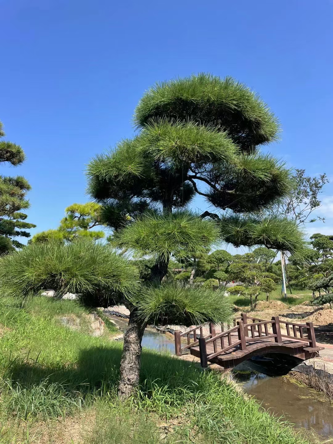 丽景造型黑松图片