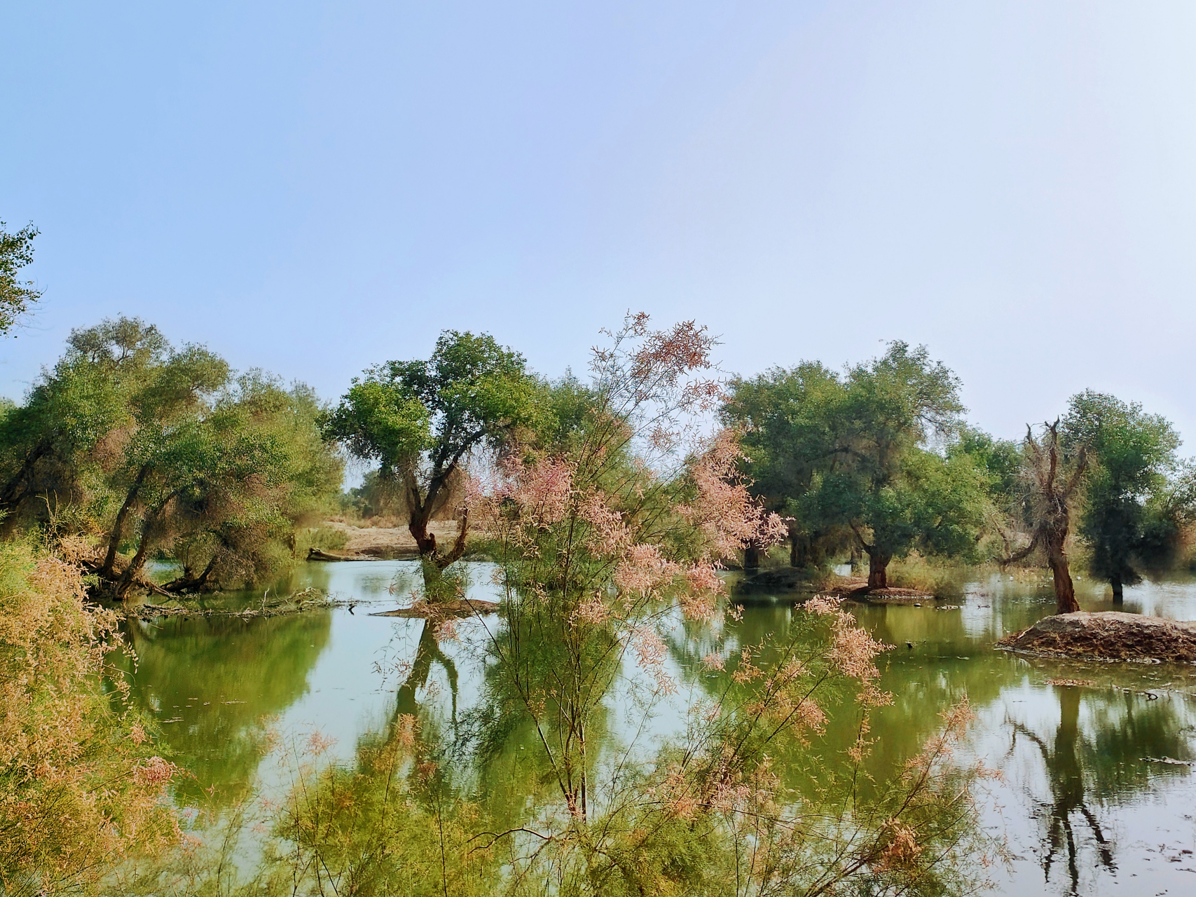 新疆沙雅县塔里木河湿地胡杨林
