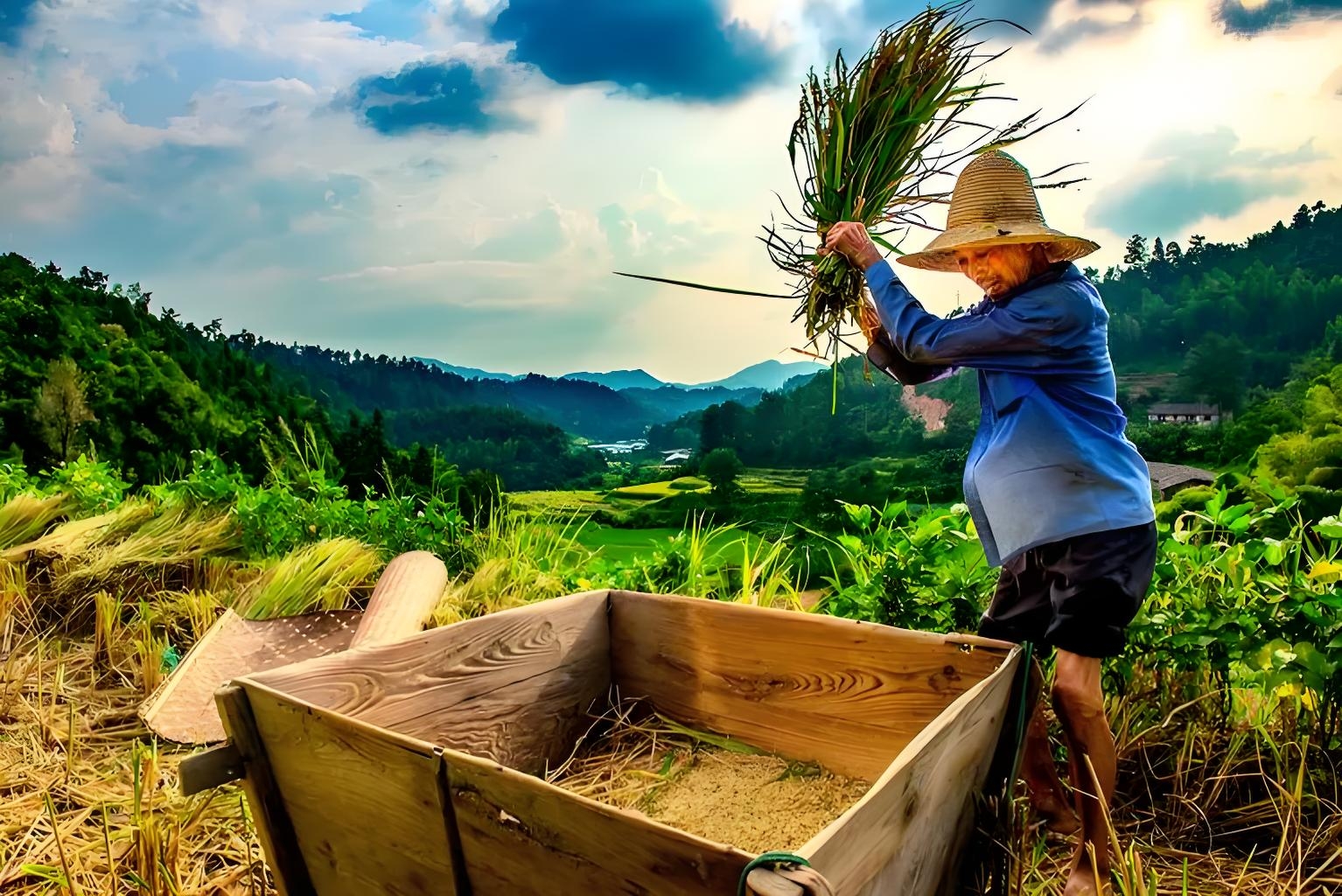稻香阵阵月来往, 遍听村村打谷声
