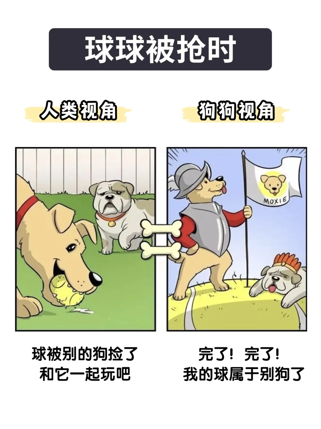 狗狗眼中的世界,原来是这样的?看完笑了!