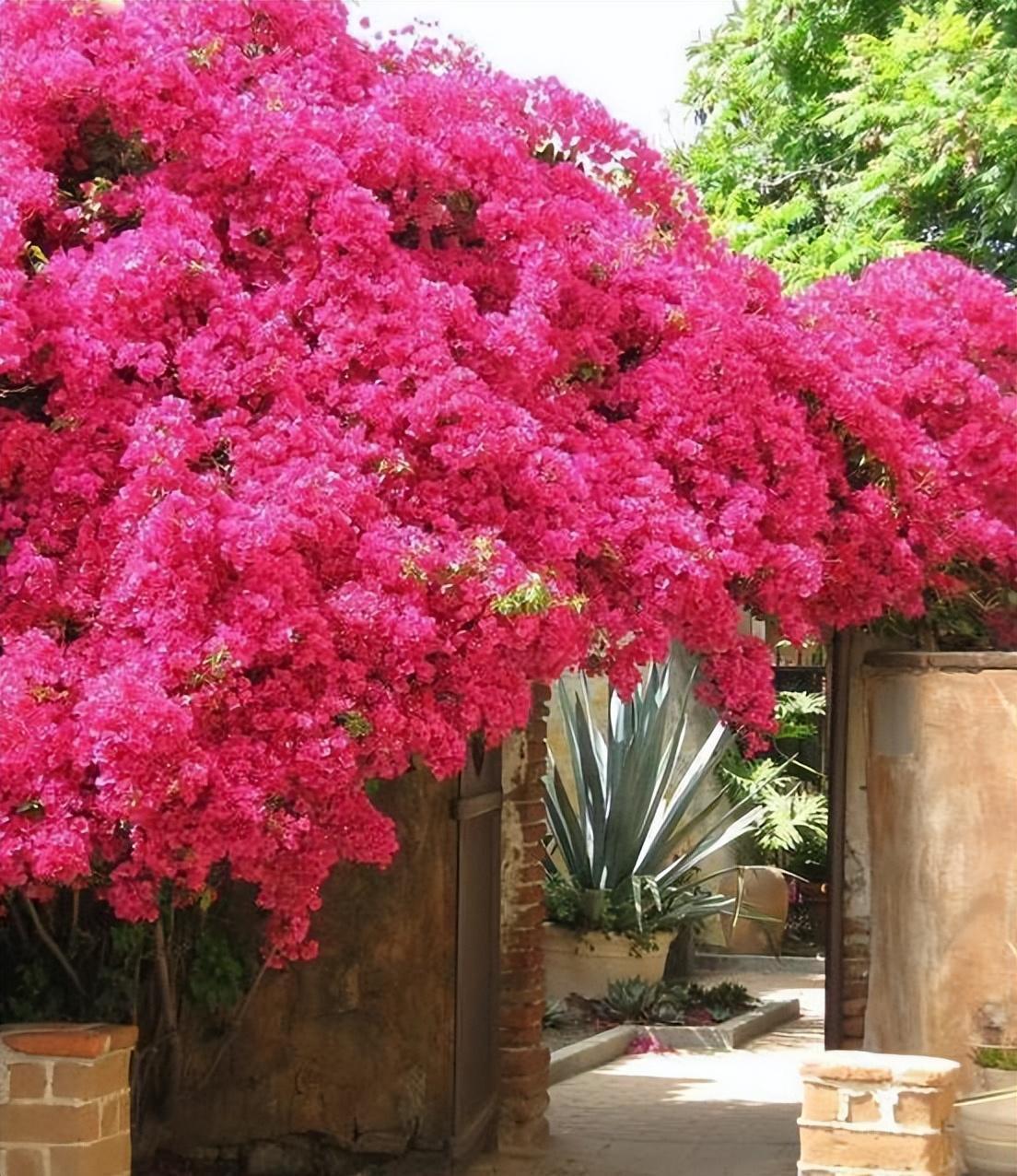 藤本类的巴西三角梅,不耗费你太多时间,就能满足你的花墙愿望