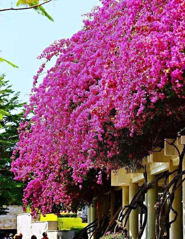 藤本类的巴西三角梅,不耗费你太多时间,就能满足你的花墙愿望