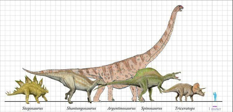 25张罕见的动物尺寸对比照,很难相信是真的