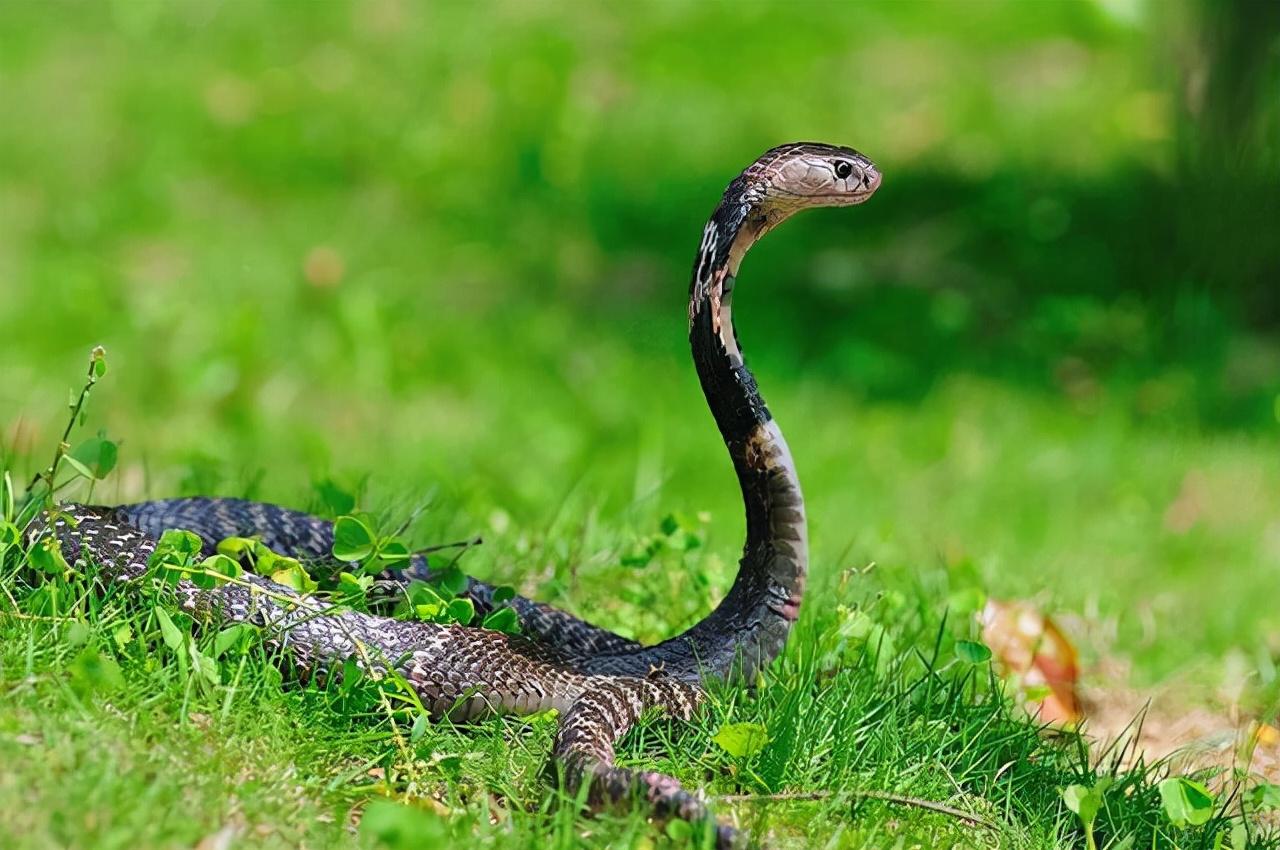 中国眼镜蛇的典型代表,俗称"饭铲头",毒性很猛烈:中华眼镜蛇