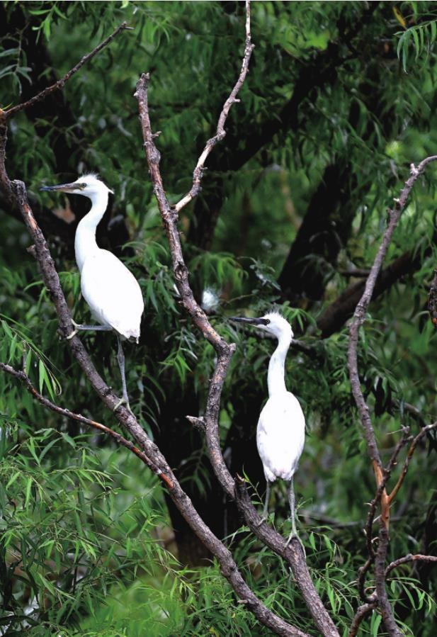 到访沈阳石佛寺水库 欣赏飞鸟翱翔水天之间
