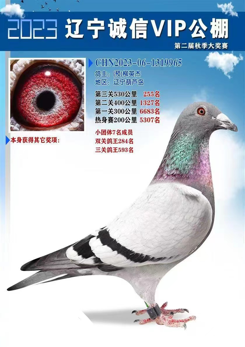 柳英杰鸽舍2023年秋季公棚成绩(一)