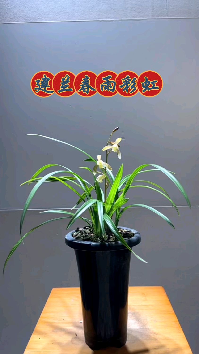 建兰经典品种春雨彩虹