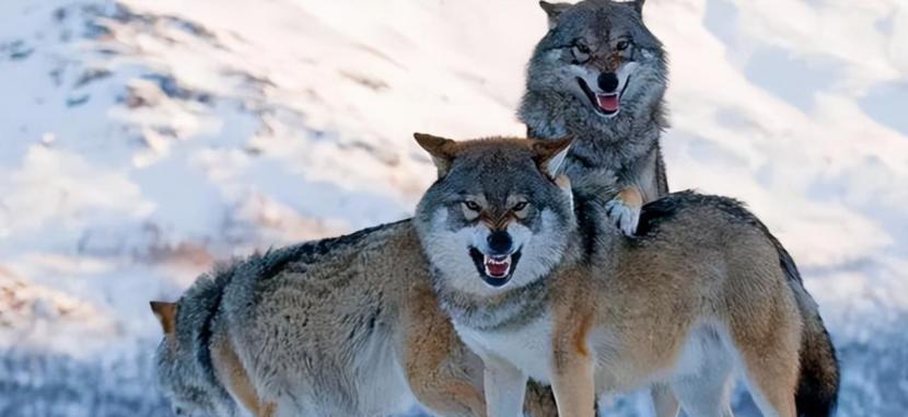 "说完,向朋友要了一张公狼皮,披着就走