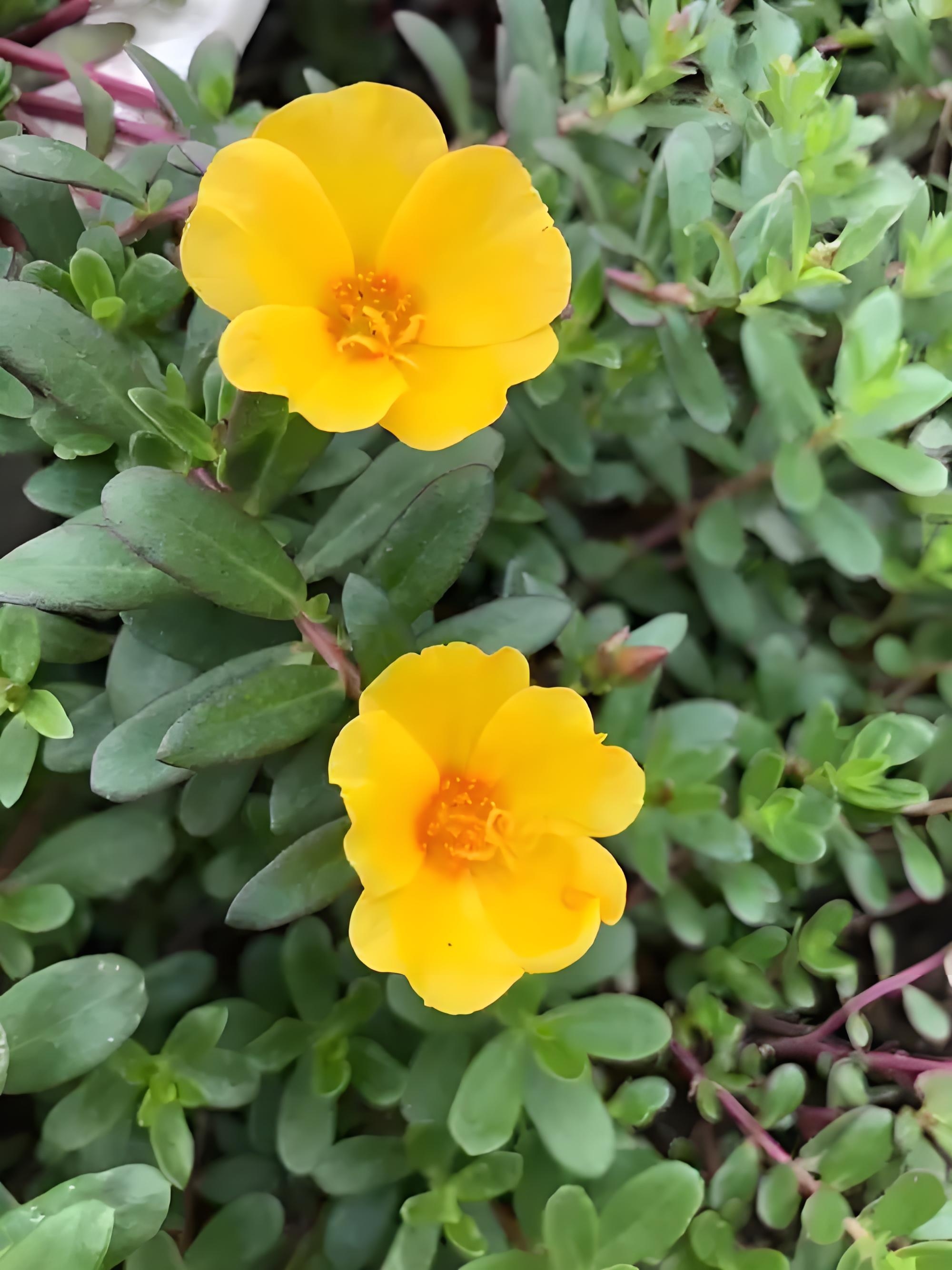 午时花的栽种技巧和日常养护