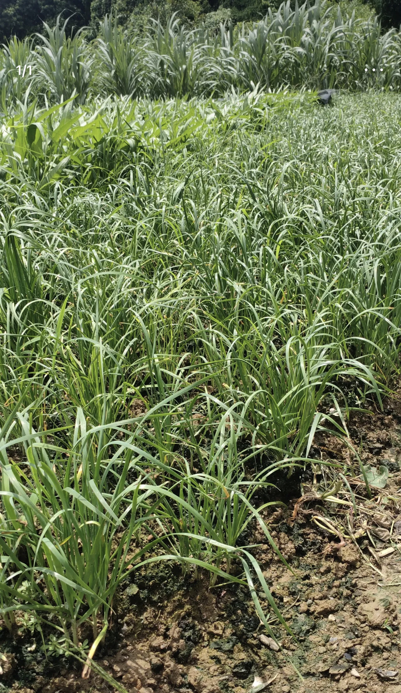 砖家帮我看看这个是什么植物,农村人说是小麦苗,城里人又说是牛吃的草