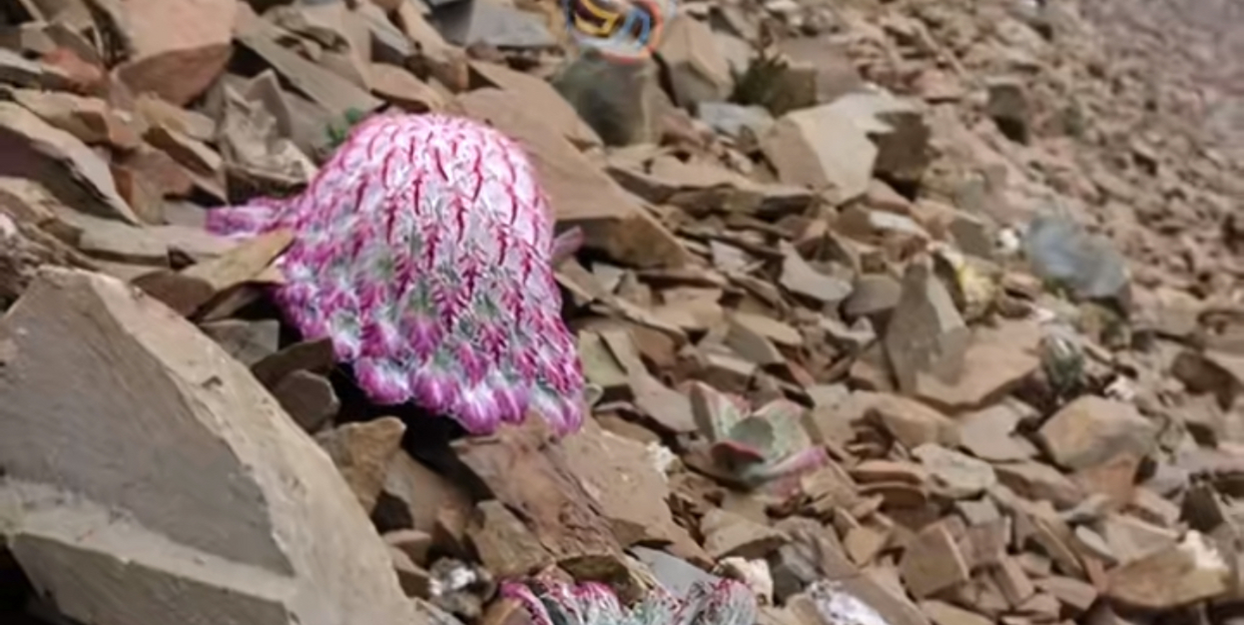 水母雪兔子,国家二级保护植物,好美的植物[心]