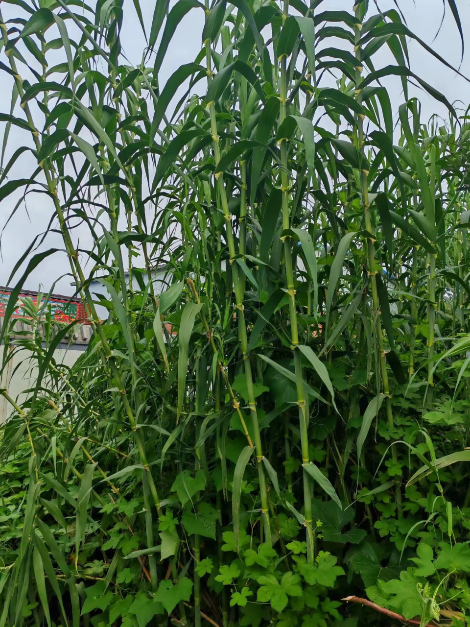 像芦苇,又比芦苇粗,硬,高,这到底是啥?