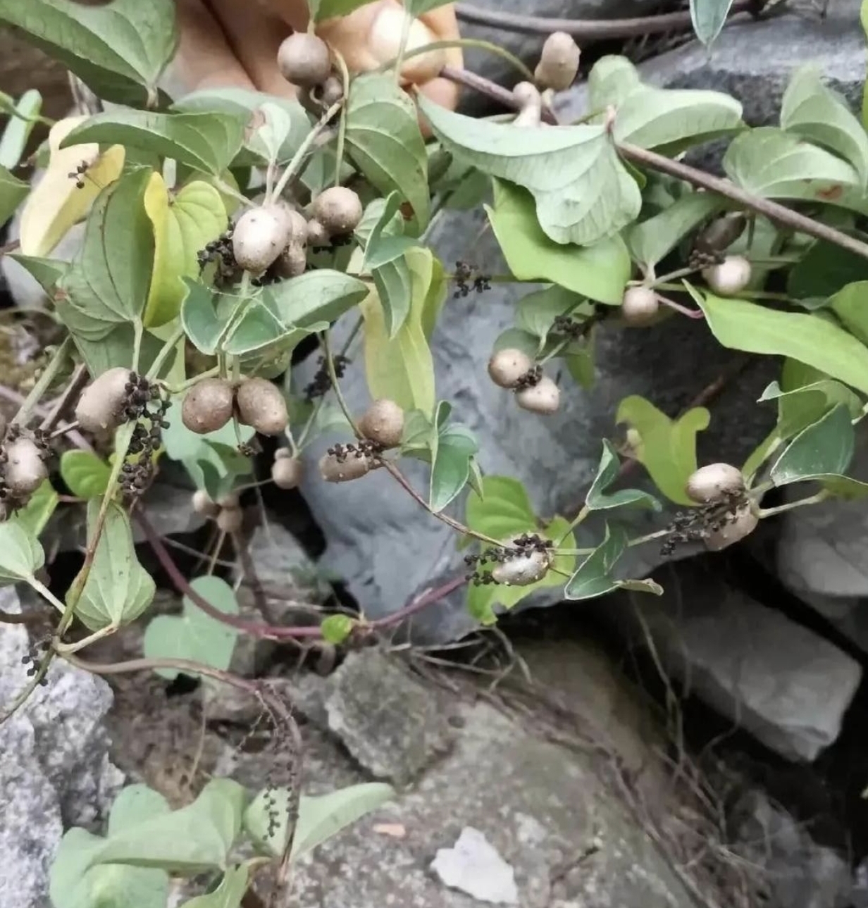 想当年,小时候在农村它可是常见之物.