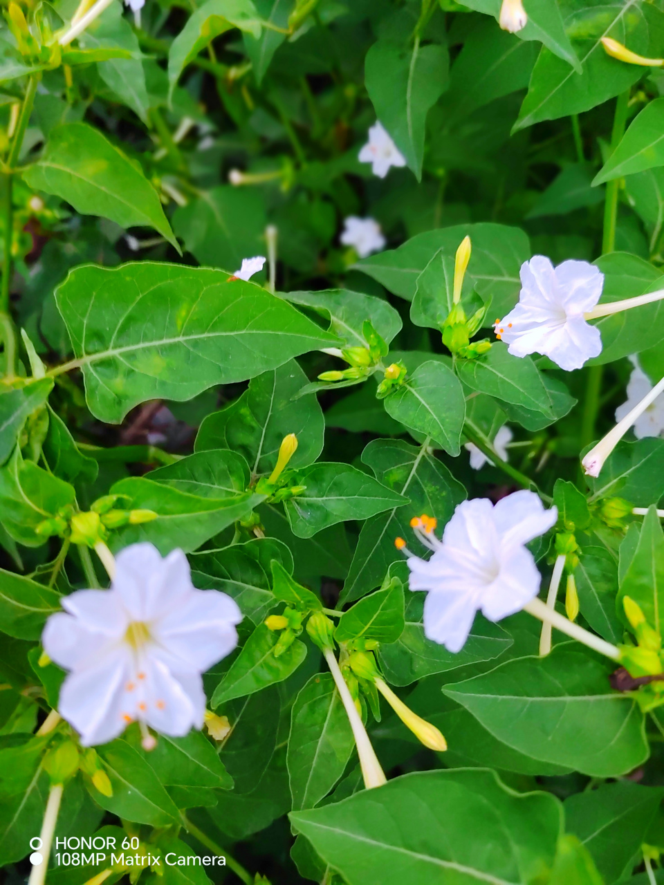 胭脂花图片药用价值图片