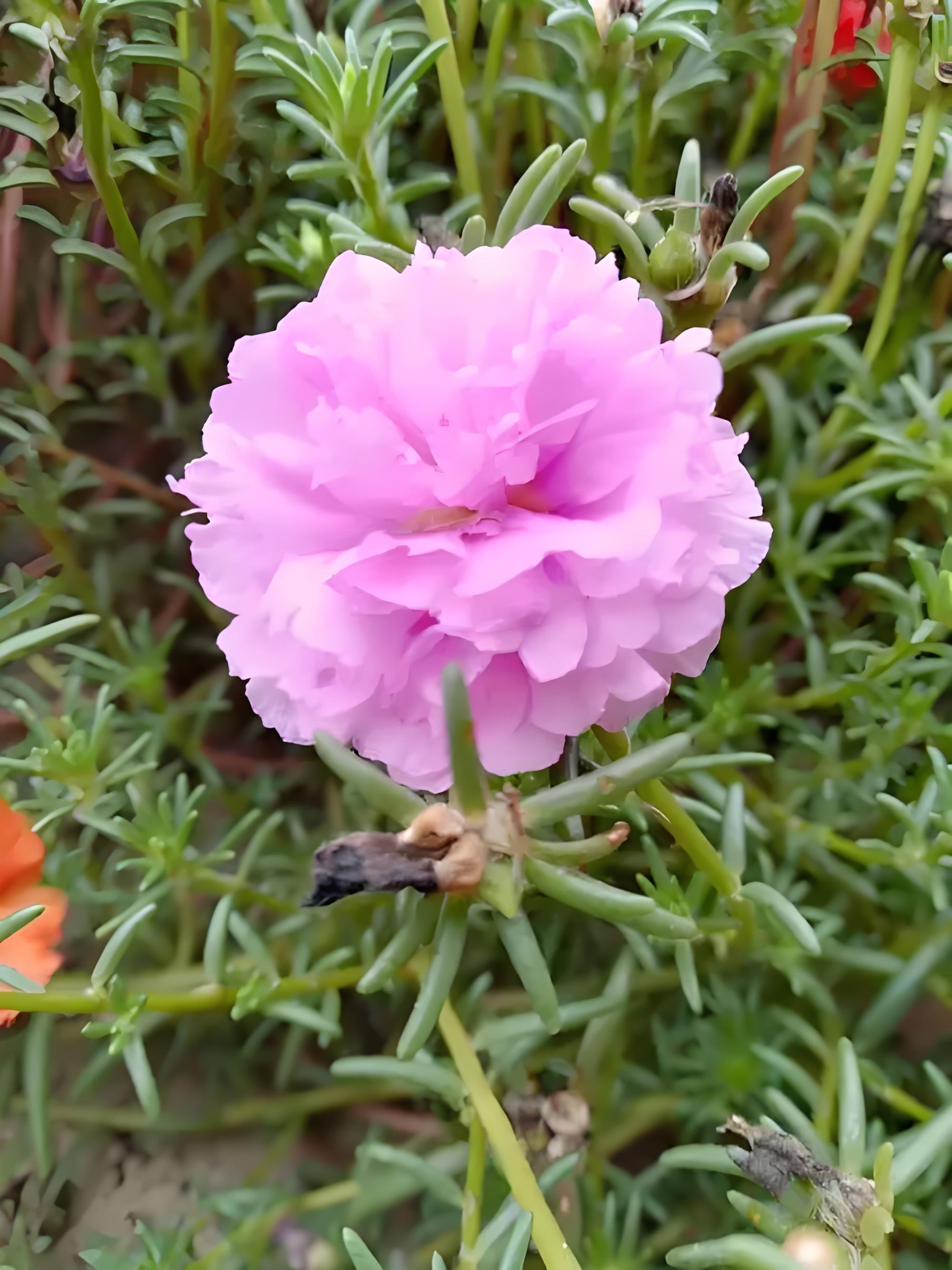 午时花的栽种技巧和日常养护