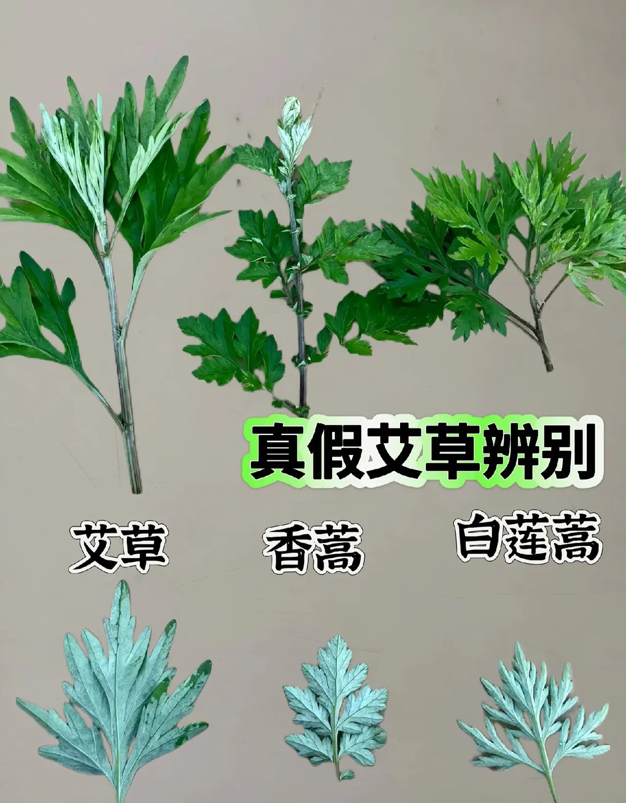 教你辨别真正的艾草 艾草又名陈艾清明草
